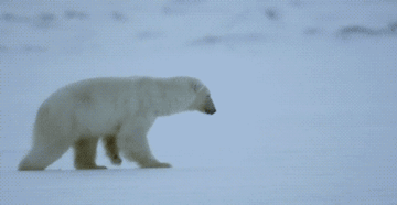 1343148079_polar_bear_ice_breaking_fail