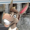 Donkey Teeth